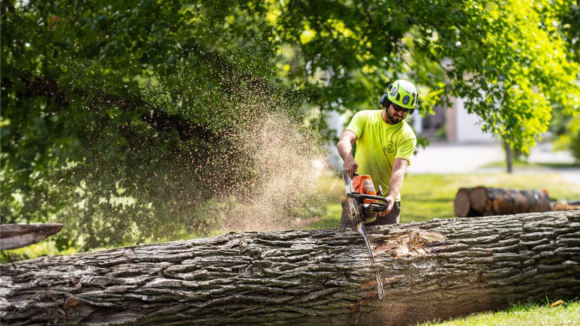 How Tree Trimming Prevents Roof and Gutter Damage