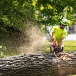 How Tree Trimming Prevents Roof and Gutter Damage