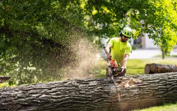 How Tree Trimming Prevents Roof and Gutter Damage